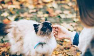 Кошка стала пищать когда берешь на руки. Котенок мяукает. Причины постоянного крика котенка