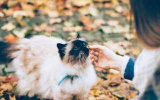 Кошка стала пищать когда берешь на руки. Котенок мяукает. Причины постоянного крика котенка