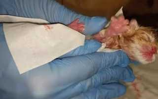 Почему умирают котята: причины смерти новорожденных и малышей постарше, помощь питомцу