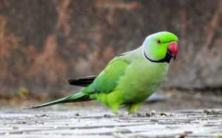 Ожереловый попугаи