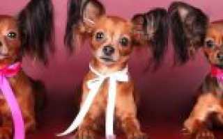 Разновидности русского той-терьера