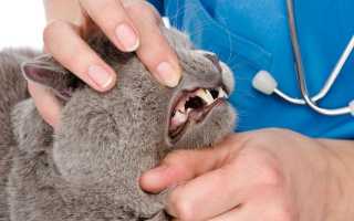 Гингивит у кошек: как лечить, симптомы, красные десна