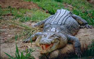 Класс Пресмыкающиеся их строение, классификация и происхождение (Таблица, Схема)