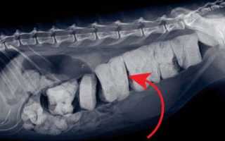 Мегаколон у кошек: причина и лечение кишечной патологии