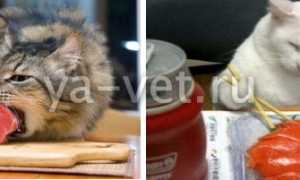 Гастрит у кошек: симптомы и первые признаки, методы лечения