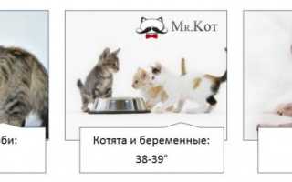 Нос и температура тела собаки или кошки