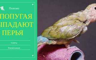 Почему у попугая могут выпадать перья и что делать в этом случае
