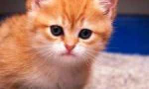 Проверенные способы, как быстро приучить котенка к лотку