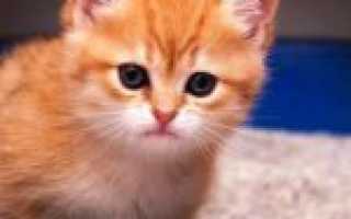 Проверенные способы, как быстро приучить котенка к лотку
