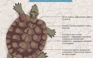 Болотная черепаха. Описание, особенности, виды, образ жизни и среда обитания пресмыкающегося