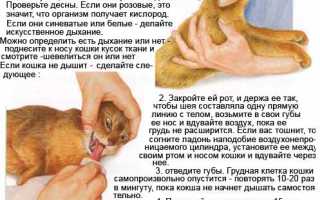 Кошка упала с высоты, что делать для спасения, последствия падения