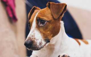 Микоплазмоз у собаки: симптомы и лечение