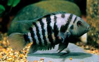 Цихлазома чернополосая (27 фото): особенности содержания чернополосых цихлид, совместимость цихлиды-зебры с другими рыбами