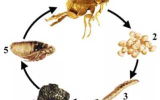 Блохи у собак. Выявление и способы борьбы