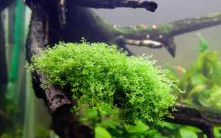ХЕМИАНТУС ГЛОМЕРАТУС (Hemianthus glomeratus)
