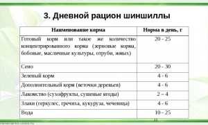 Можно ли шиншиллам горох. Пища грубая и сочная. Нельзя шиншилл ловить и резко хватать