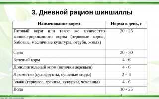 Можно ли шиншиллам горох. Пища грубая и сочная. Нельзя шиншилл ловить и резко хватать
