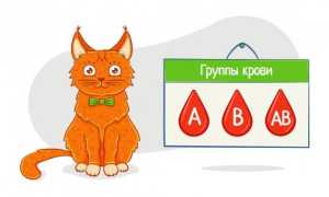 Анатомические, физиологические и биологические особенности кошки