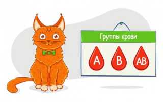 Анатомические, физиологические и биологические особенности кошки