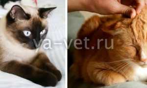 Рак у кошек: симптомы онкологии, опасна ли для человека