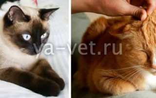 Рак у кошек: симптомы онкологии, опасна ли для человека