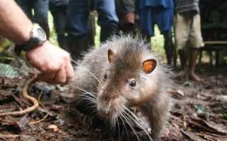 Гигантская, крупная, огромная — все о самых больших крысах в мире