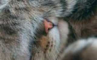 Уроцистит – заболевание мочеполовой системы у кошек