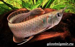 Аквариумная рыба Арована