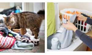 Как удалить запах и пятна кошачьей мочи с одежды: обзор эффективных средств