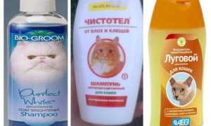 Шампунь против блох для кошек и котят (1,2 месяца) — как подбирать?