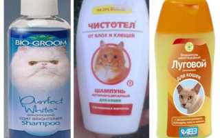 Шампунь против блох для кошек и котят (1,2 месяца) — как подбирать?
