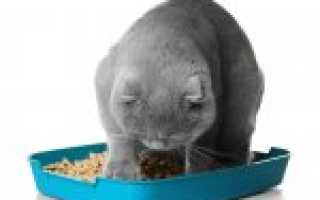 Котенок ест наполнитель для туалета – что делать