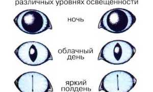 Почему нельзя смотреть кошке в глаза: приметы и научное объяснение