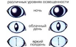Почему нельзя смотреть кошке в глаза: приметы и научное объяснение