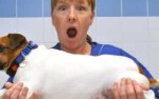 У собаки лишний вес, что делать?