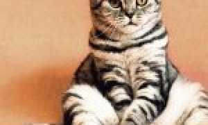 Причины возникновения жирного хвоста у кота и способы лечения