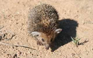 Еж ушастый (Hemiechinus auritus): виды, фото, интересные факты