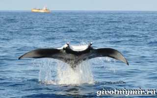 Скат манта или гигантский морской дьявол (лат. Manta birostris)